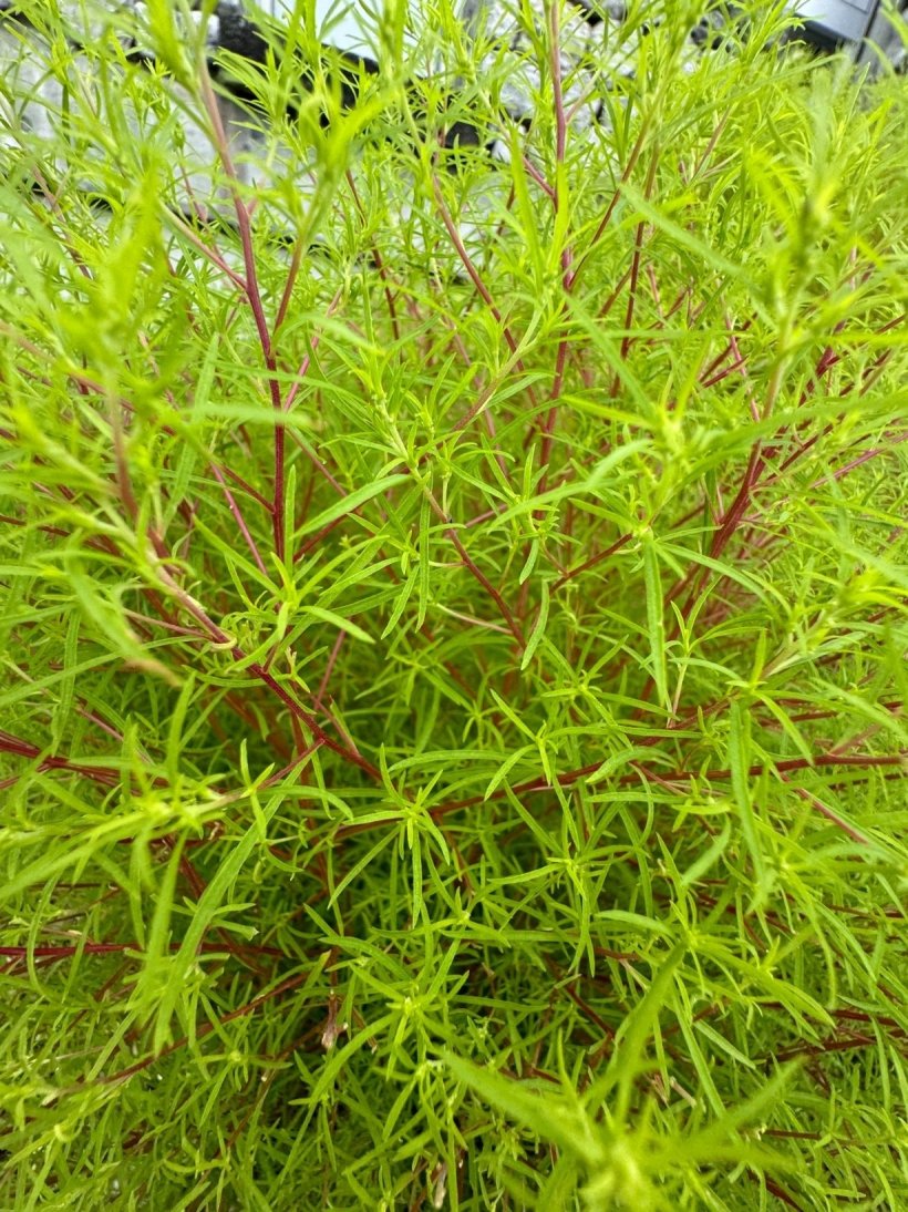 枝が赤くなったコキア